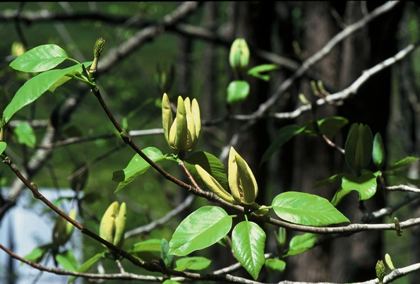 {Magnolia acuminata}
